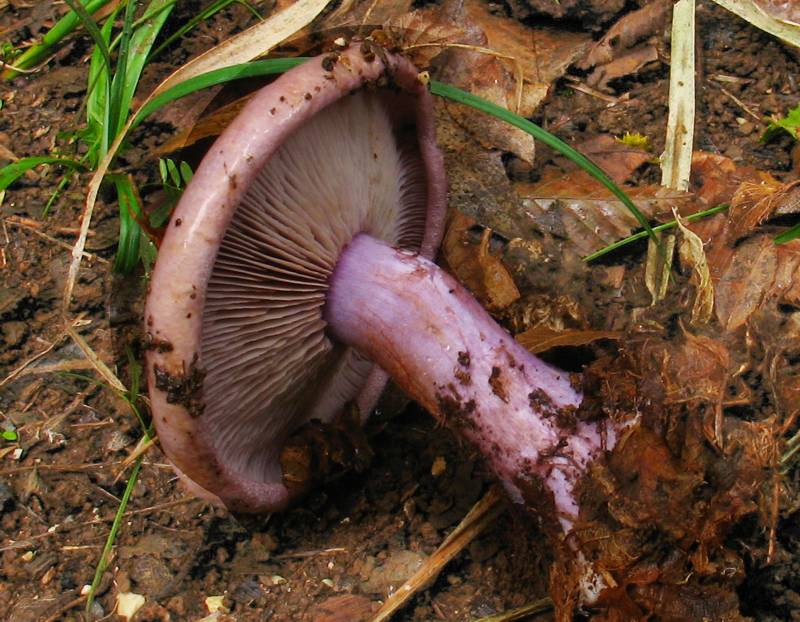 Cortinarius sodagnitus var. parasuaveolens